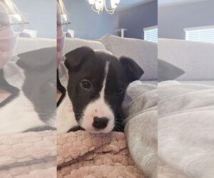 Border Collie-Unknown Mix Dogs for adoption in Ball Ground, GA, USA