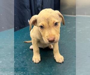 Labrador Retriever-Unknown Mix Dogs for adoption in Mobile, AL, USA