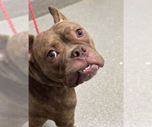 American French Bull Terrier Dogs for adoption in Las Vegas, NV, USA