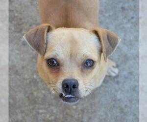 Chug Dogs for adoption in Ramona, CA, USA