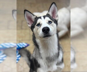 Siberian Husky Dogs for adoption in Matawan, NJ, USA