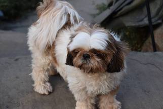 Medium Photo #1 Shih Tzu Puppy For Sale in Tenafly, NJ, USA
