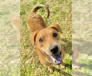 Mutt Dogs for adoption in Riverside, CA, USA