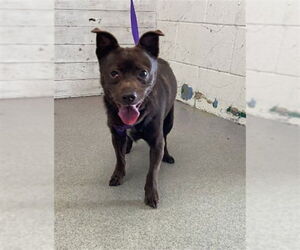 Chihuahua Dogs for adoption in San Bernardino, CA, USA