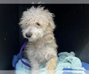 Cairn Terrier Dogs for adoption in Orange, CA, USA