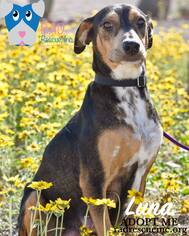 Mutt Dogs for adoption in Cortaro, AZ, USA