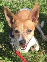 Rat Terrier Dogs for adoption in Maquoketa, IA, USA