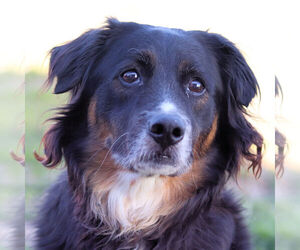 Border-Aussie Dogs for adoption in Estherville, IA, USA
