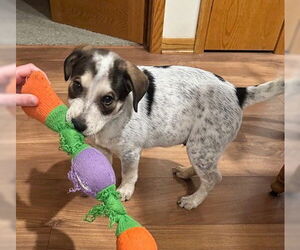 Australian Shepherd-Unknown Mix Dogs for adoption in Genesee, WI, USA