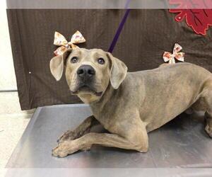 Weimaraner Dogs for adoption in Riverside, CA, USA