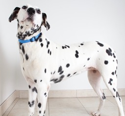 Dalmatian Dogs for adoption in Eden Prairie, MN, USA