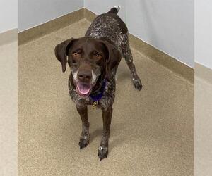 German Shorthaired Pointer Dogs for adoption in Aurora, CO, USA