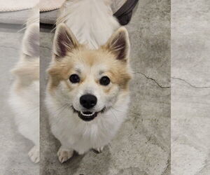 Pom-Shi Dogs for adoption in Agoura Hills, CA, USA