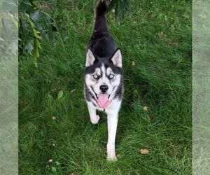 Huskies -Unknown Mix Dogs for adoption in Brooklyn Center, MN, USA