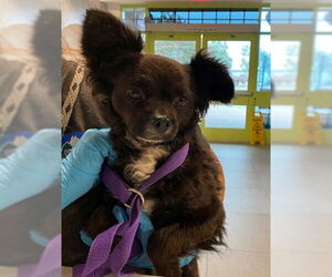 Chihuahua-Unknown Mix Dogs for adoption in Rancho Cucamonga, CA, USA