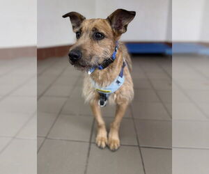 Irish Terrier-Unknown Mix Dogs for adoption in Greenbelt, MD, USA