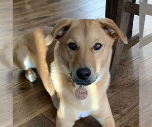 Labrador Retriever-Unknown Mix Dogs for adoption in Yardley, PA, USA