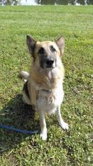 German Shepherd Dog Dogs for adoption in Liberty, IN, USA