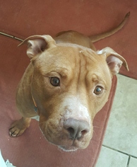 American Pit Bull Terrier-Unknown Mix Dogs for adoption in Woodbridge, VA, USA