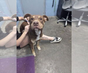 Mutt Dogs for adoption in Evansville, IN, USA