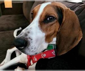Treeing Walker Coonhound Dogs for adoption in Crystal , MN, USA