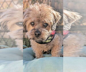 Maltese-Unknown Mix Dogs for adoption in Pittsburg, CA, USA