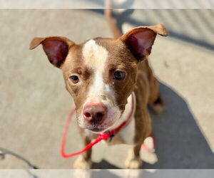 Mutt Dogs for adoption in Tulsa, OK, USA