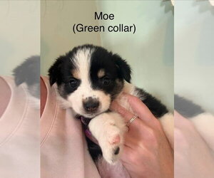 Australian Shepherd-Unknown Mix Dogs for adoption in Aurora, IN, USA