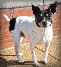 Jack-Rat Terrier Dogs for adoption in Brighton, TN, USA