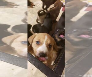 Sheprador Dogs for adoption in Mechanicsburg, PA, USA