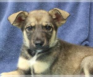 Mutt Dogs for adoption in Thief River Falls, MN, USA