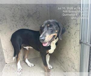 Beagle-Unknown Mix Dogs for adoption in Ocala, FL, USA