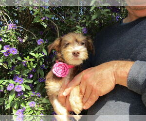 Silky Terrier-Unknown Mix Dogs for adoption in San Diego, CA, USA