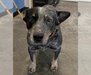 Australian Shepherd-Unknown Mix Dogs for adoption in Rockwall, TX, USA