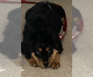 Labrador Retriever-Unknown Mix Dogs for adoption in Glen Haven, WI, USA