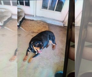 Rottweiler Dogs for adoption in San Angelo, TX, USA