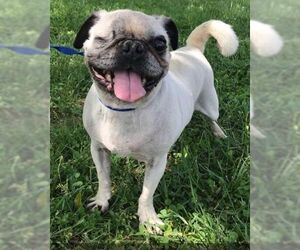 Pug Dogs for adoption in Boonton, NJ, USA
