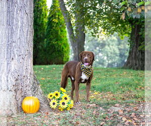 Chocolate Labrador retriever-Retriever  Mix Dogs for adoption in Unionville, PA, USA