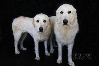 Great Pyrenees Dogs for adoption in Canyon Country, CA, USA