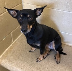 Dachshund-Unknown Mix Dogs for adoption in Canon City, CO, USA