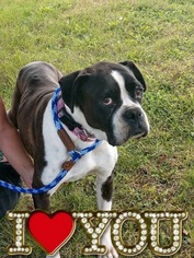 Boxer Dogs for adoption in Smithfield, PA, USA