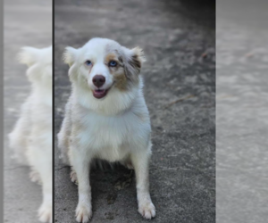 Australian Shepherd-Unknown Mix Dogs for adoption in Cranston, RI, USA