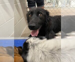 Collie-Unknown Mix Dogs for adoption in Athens, TX, USA