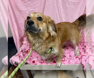 Dachshund-Unknown Mix Dogs for adoption in Modesto, CA, USA