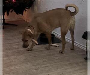 Black Mouth Cur Dogs for adoption in San Antonio, TX, USA