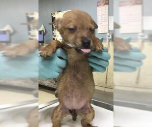 Mutt Dogs for adoption in Riverside, CA, USA