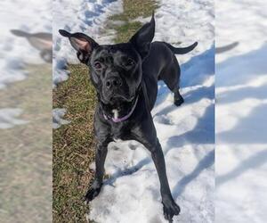 Mutt Dogs for adoption in Akron, OH, USA