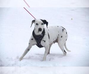 Dalmatian Dogs for adoption in St. Louis Park, MN, USA