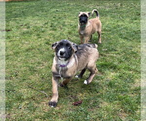 German Shepherd Dog-Unknown Mix Dogs for adoption in Seattle, WA, USA