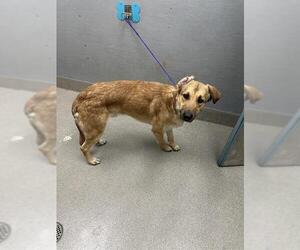 German Shepherd Dog-Unknown Mix Dogs for adoption in Las Vegas, NV, USA